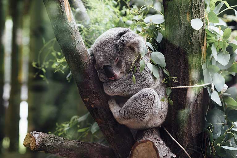 Koala in den Bäumen